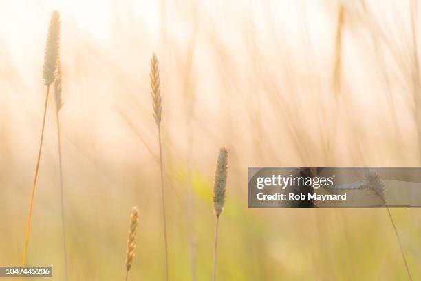 butterfly and wild flower at the national park - butterfly background stock pictures, royalty-free photos & images