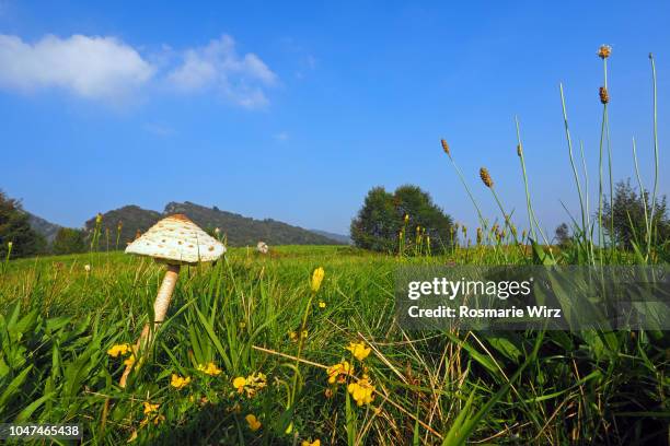 mountain meadow with white field mushroom - plantago lanceolata stock pictures, royalty-free photos & images