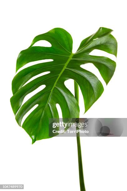 single leaf of monstera deliciosa palm plant isolated on white background - monstera stockfoto's en -beelden