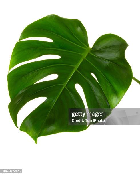 single leaf of monstera deliciosa palm plant isolated on white background - monstera leaf stock pictures, royalty-free photos & images