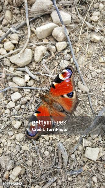 european peacock butterfly on the ground - warning coloration stockfoto's en -beelden