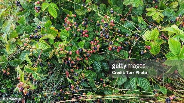 wild growing blackberries - bramen stockfoto's en -beelden