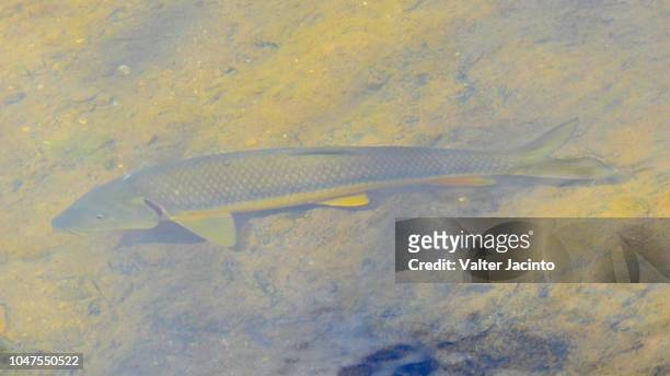 andalusian barbel (luciobarbus sclateri) - algarve underwater stock pictures, royalty-free photos & images