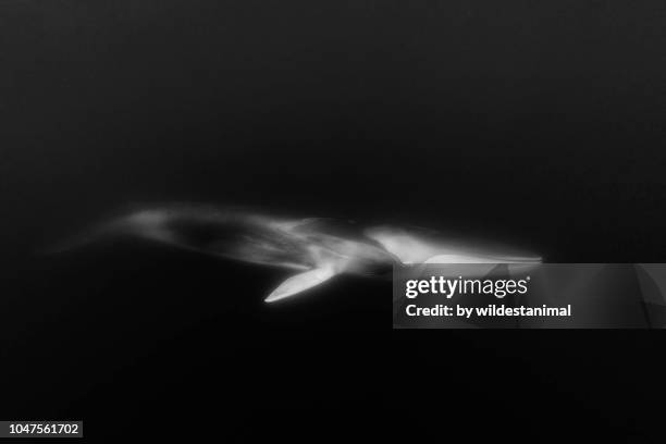 fin whale underwater view. - blue whale stock pictures, royalty-free photos & images