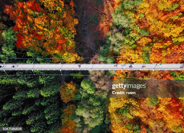 top aerial view of suspension footbridge geierlay (hangeseilbrucke geierlay) near mosdorf, germany - suspension bridge stock pictures, royalty-free photos & images