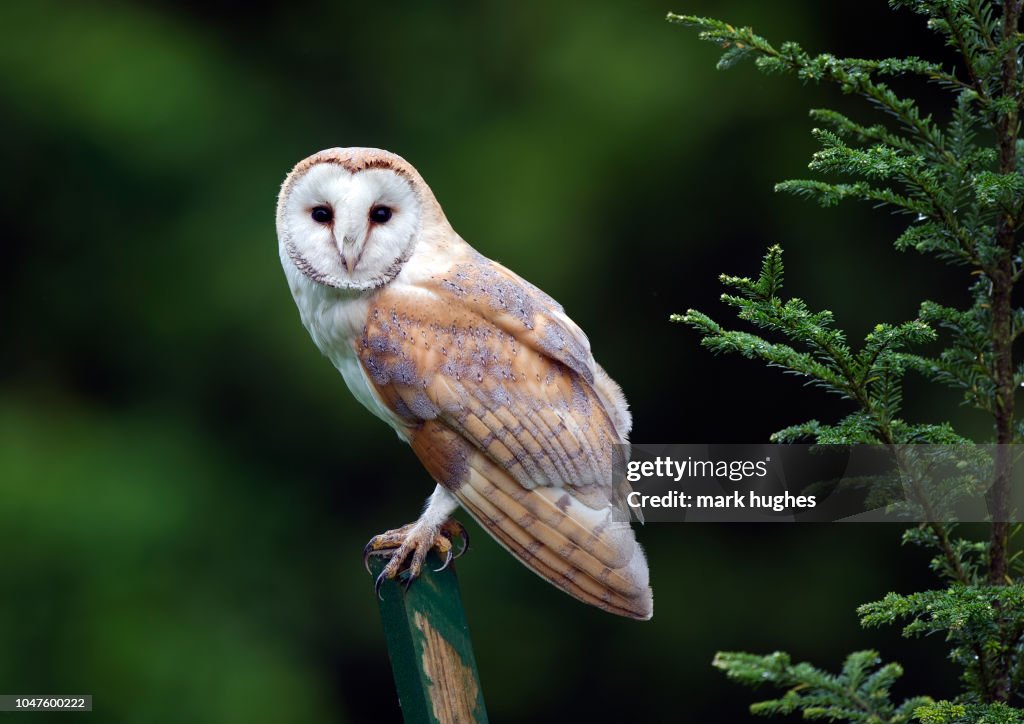 Barn owl