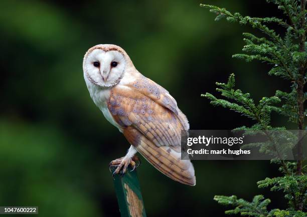barn owl - tornuggla bildbanksfoton och bilder