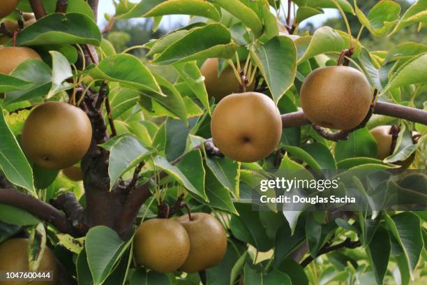 close-up of a asian pear tree (pyrus pyrifolia) - aziatische peer stockfoto's en -beelden