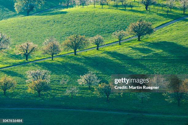 aerial view of landscape with cherry trees in blossom and green meadows and small rural road. canton basel-landschaft, switzerland, europe. - canton de bâle campagne photos et images de collection