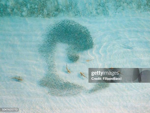 blacktip sharks looking for snack - drone point of view stock pictures, royalty-free photos & images
