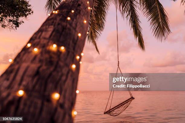 empty swing in a tropical paradise - palm tree lights stock pictures, royalty-free photos & images