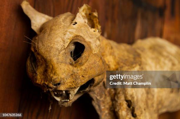 mummified cat - momie photos et images de collection