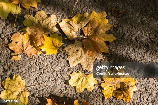 scattered dying withered yellow autumn leaves - dry rot stock pictures, royalty-free photos & images