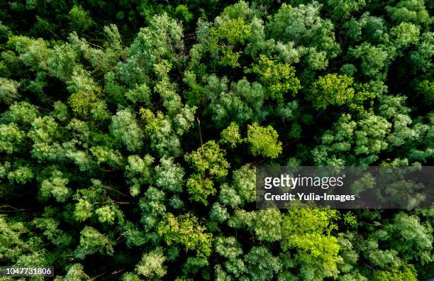 aerial view of a lush green forest or woodland - weelderige plantengroei stockfoto's en -beelden