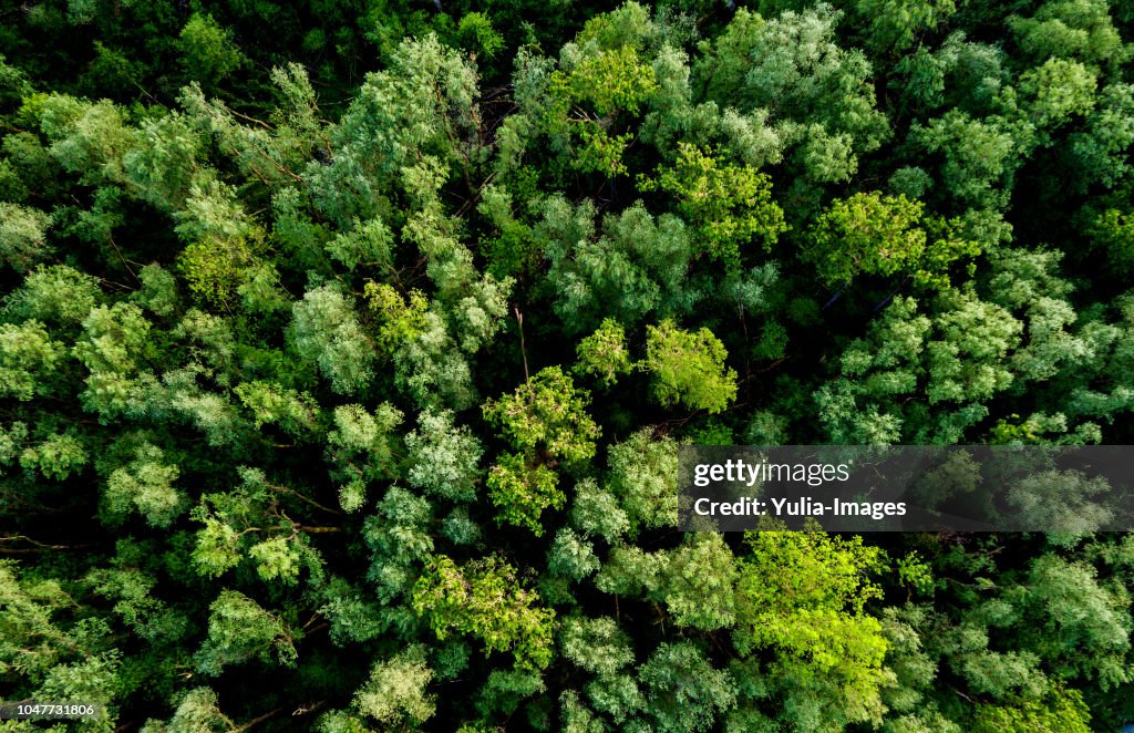 Aerial view of a lush green forest or woodland