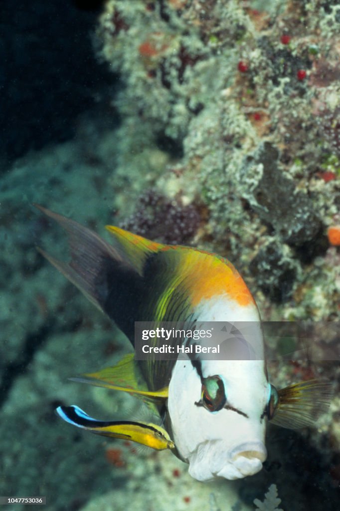 Slingjaw Wrasse being cleaned by Bluestreak Cleaner Wrassse