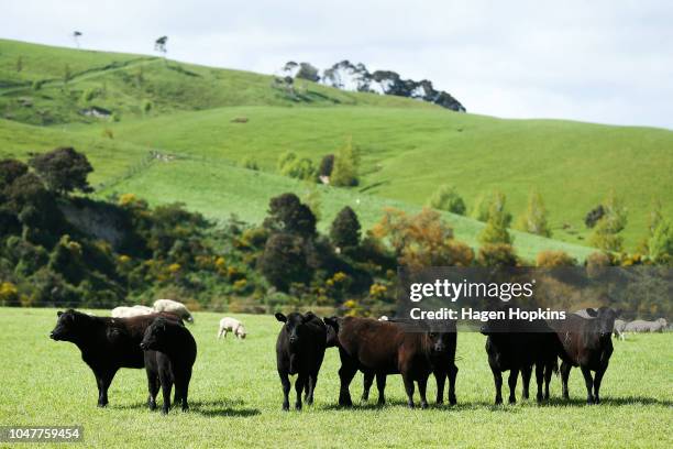 Replacement cattle graze in a field during a visit by Prime Minister Jacinda Ardern and Biosecurity Minister Damien O'Connor to Julie and Bryce...