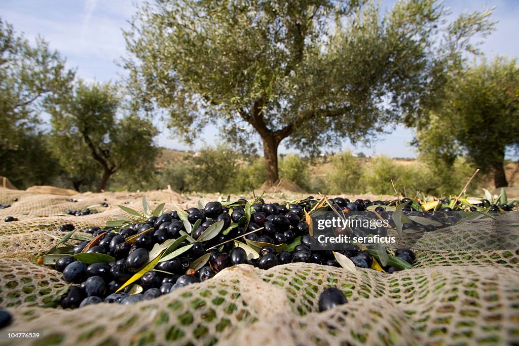 Raccolta Delle olive