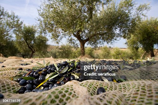 Raccolta Delle olive Raccolta Delle olive