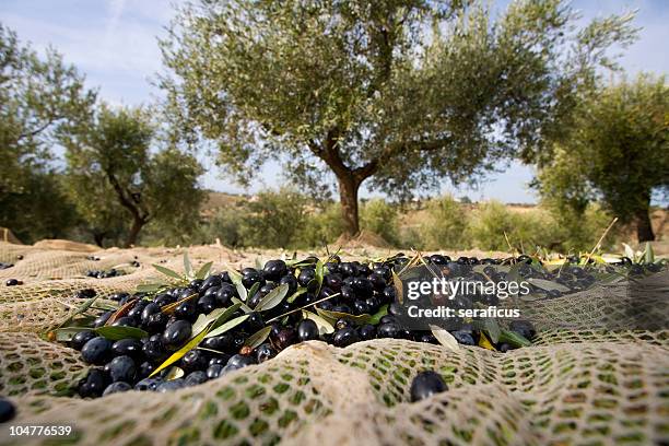 olive harvesting - black olive stock pictures, royalty-free photos & images