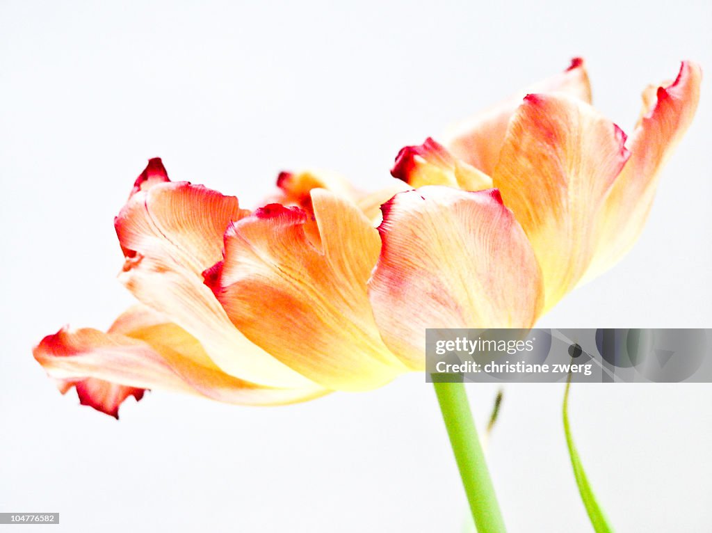 Backlit peach tulip