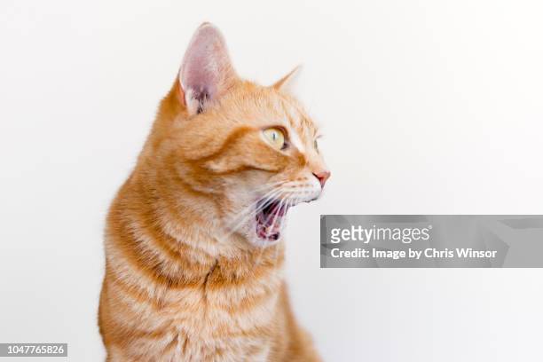 shocked cat - meowing bildbanksfoton och bilder