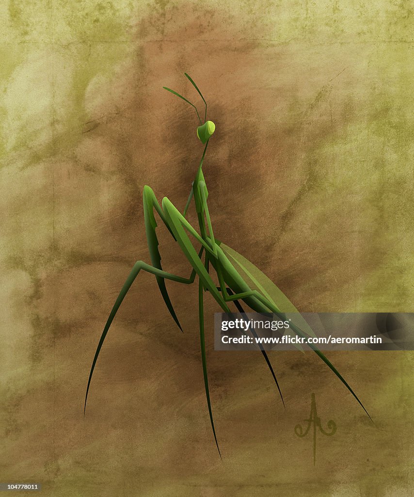 Mantis