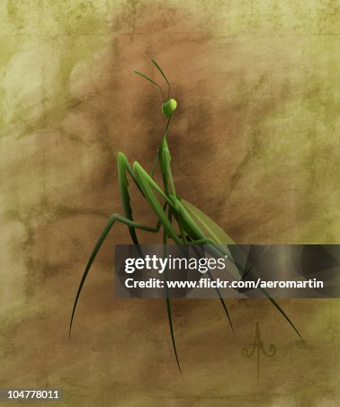 Mantis Mantis