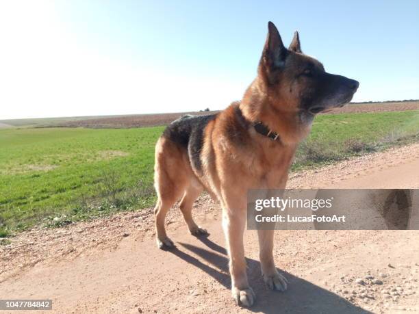 german shepherd dog posing in the field - german shepherd bark stock pictures, royalty-free photos & images