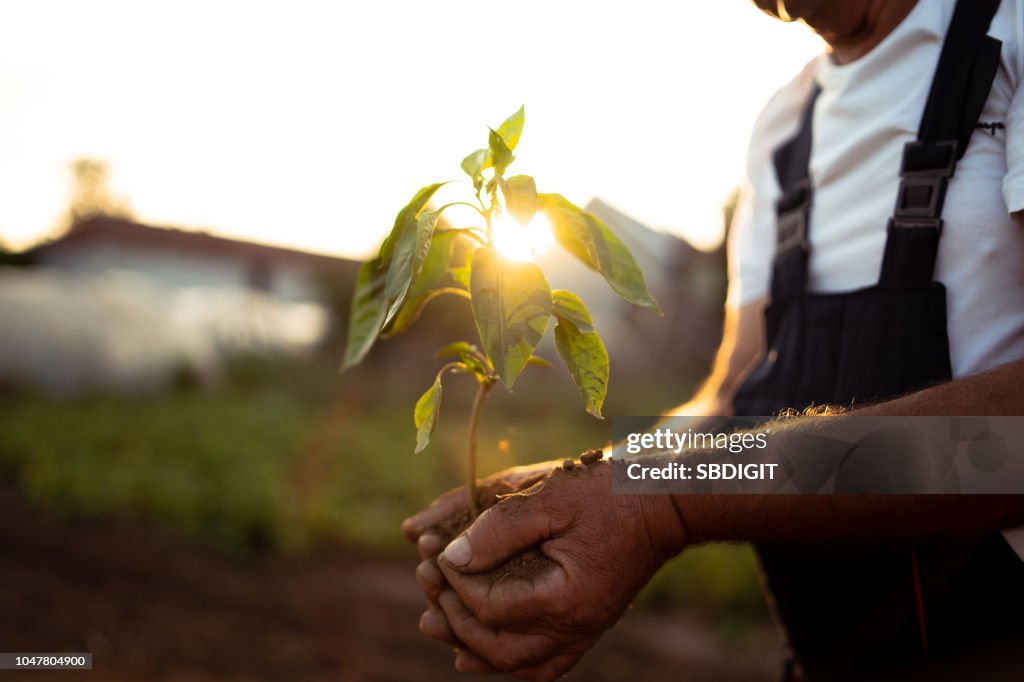 Hands holding new growth plant in sunset
