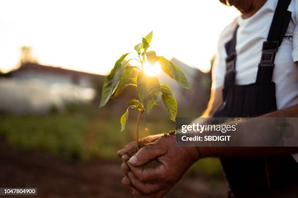 händer som håller ny tillväxt anläggning i solnedgång - planting bildbanksfoton och bilder