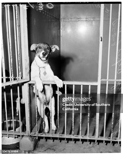 Little puppy beaten by Joseph Lattuga , 18 August 1954. Various views of puppy.;Caption slip reads: 'Photographer: Forbes. Date . Reporter: Petty....