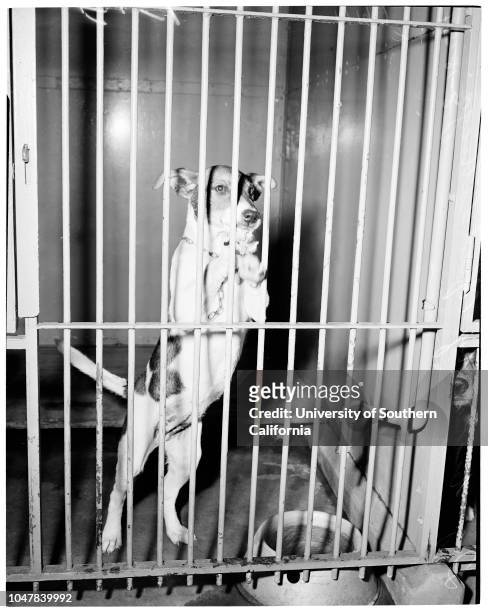 Little puppy beaten by Joseph Lattuga , 18 August 1954. Various views of puppy.;Caption slip reads: 'Photographer: Forbes. Date . Reporter: Petty....