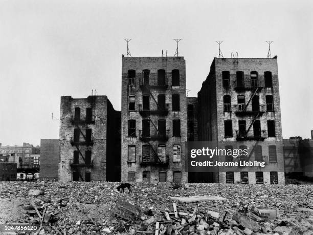 View of abandoned apartment buildings amid rubble in the South Bronx neighborhood, New York, New York, 1977. Visible in the foreground is a stray dog.