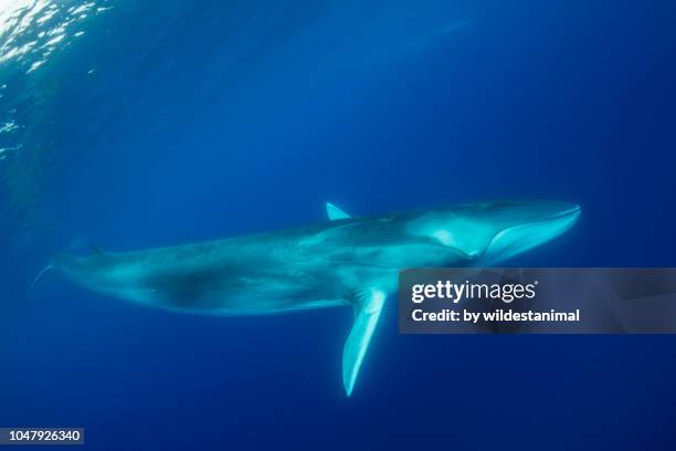 fin whale underwater view. - blauwe vinvis stockfoto's en -beelden