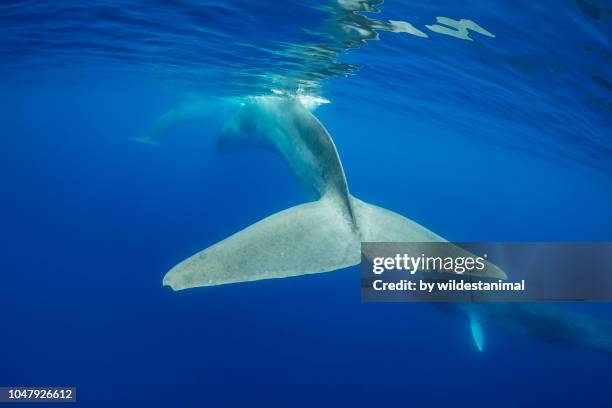 three fin whales swimming at the surface. - pinna pettorale foto e immagini stock