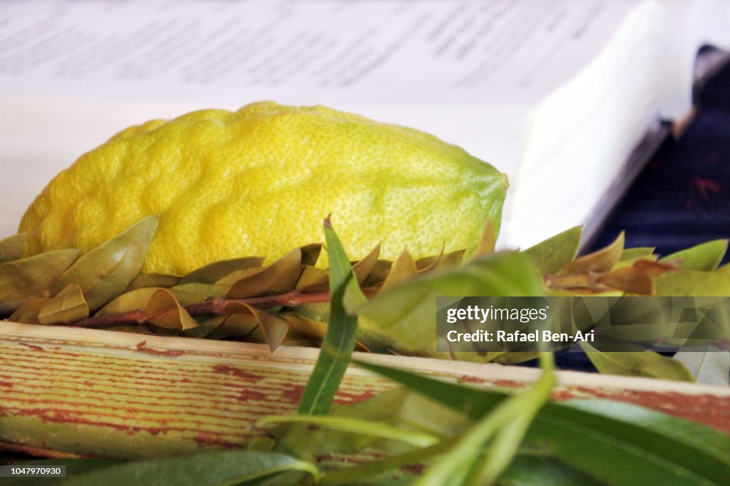 The Four Species Beside a Torah Book