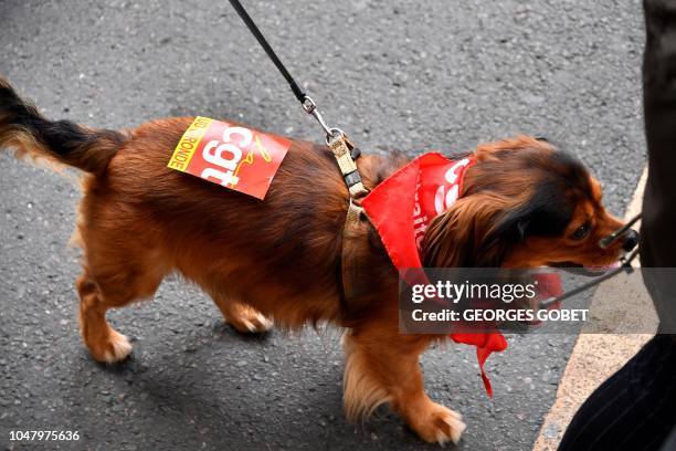 Dog wears a Trade Union label and scarf as thousands of demonstrators protest during a one-day nationwide strike over French President Emmanuel...