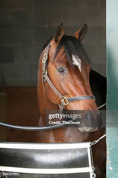 lonely - thoroughbred horse stock pictures, royalty-free photos & images