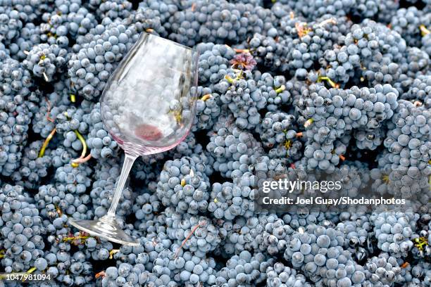 glass on fresh harvest pinot grapes - pinot noir grape - fotografias e filmes do acervo