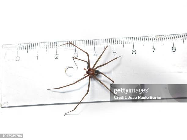 brown recluse (loxosceles) spider legspan size - brown recluse spider stockfoto's en -beelden
