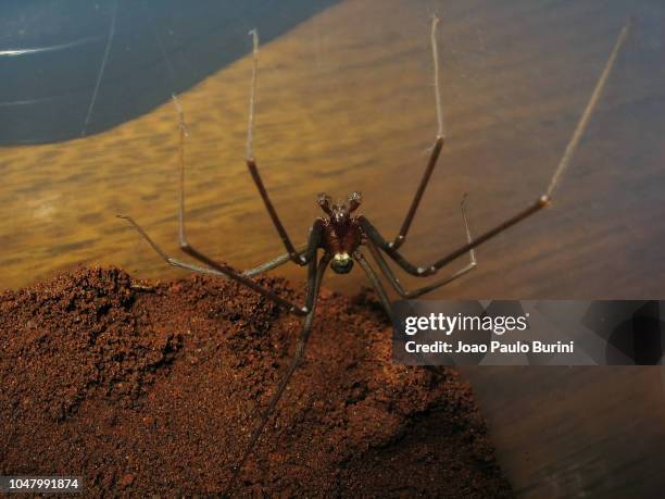 dark pattern recluse spider (loxoceles / aranha-marrom / violin spider) - brown recluse spider stock-fotos und bilder