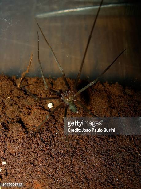 dark pattern recluse spider (loxoceles / aranha-marrom / violin spider) - brown recluse spider stockfoto's en -beelden