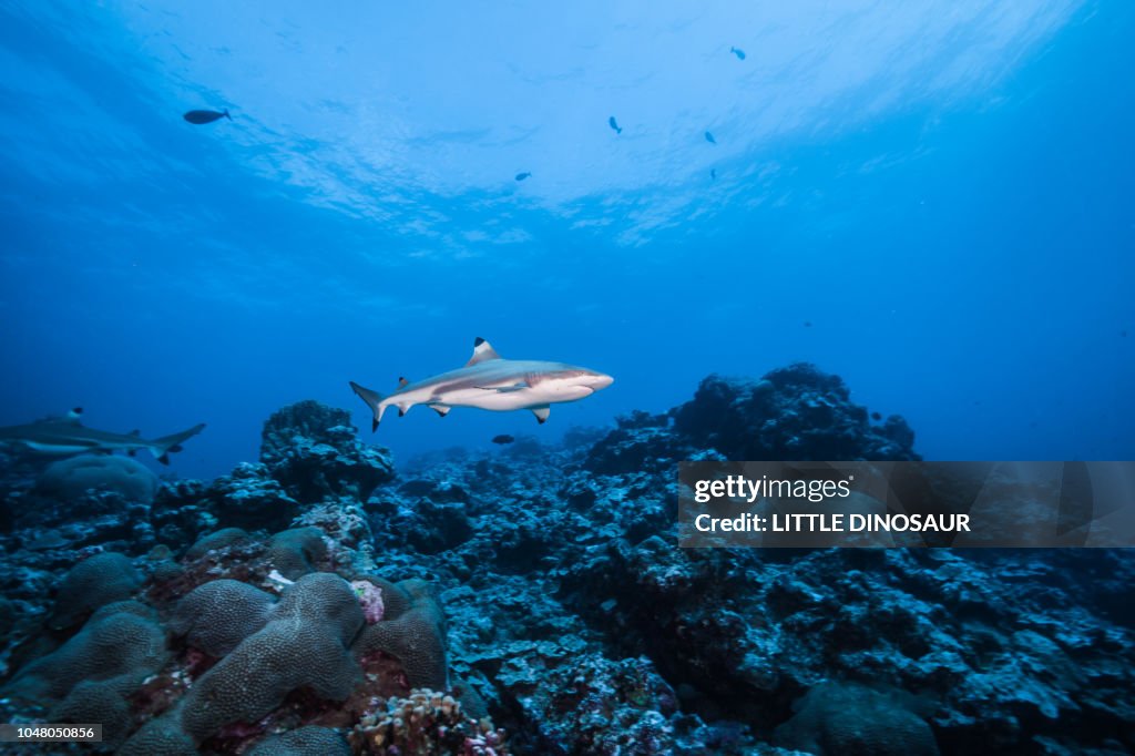 Blacktip reef shark, Carcharhinus melanopterus (Quoy & Gaimard, 1824) . Swimming around coral reef. Yap island, Federated States of Micronesia