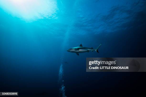 blacktail reef shark, carcharhinus amblyrhynchos  (bleeker, 1856). shinning in sun beam. yap island, federated states of micronesia - diving sharks stock pictures, royalty-free photos & images