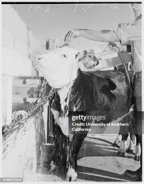 San Bernardino County Fair, 22 August 1951. Frances Dolch -- 21 years;Ronald Haas -- 23 years;Arthue D McCain;Ed Vose.;Caption slip reads:...