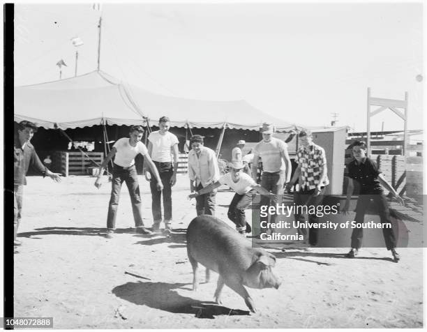 San Bernardino County Fair, 22 August 1951. Frances Dolch -- 21 years;Ronald Haas -- 23 years;Arthue D McCain;Ed Vose.;Caption slip reads:...