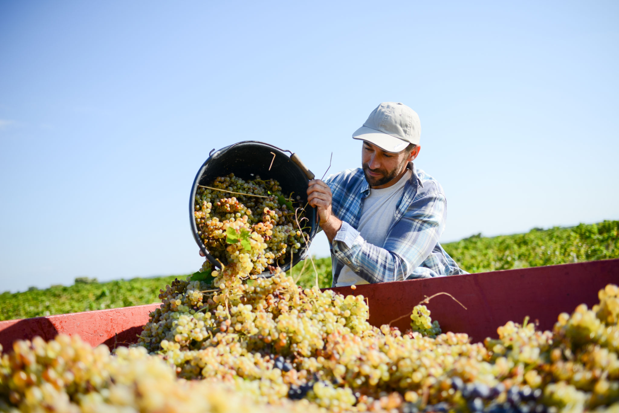 grape harvest