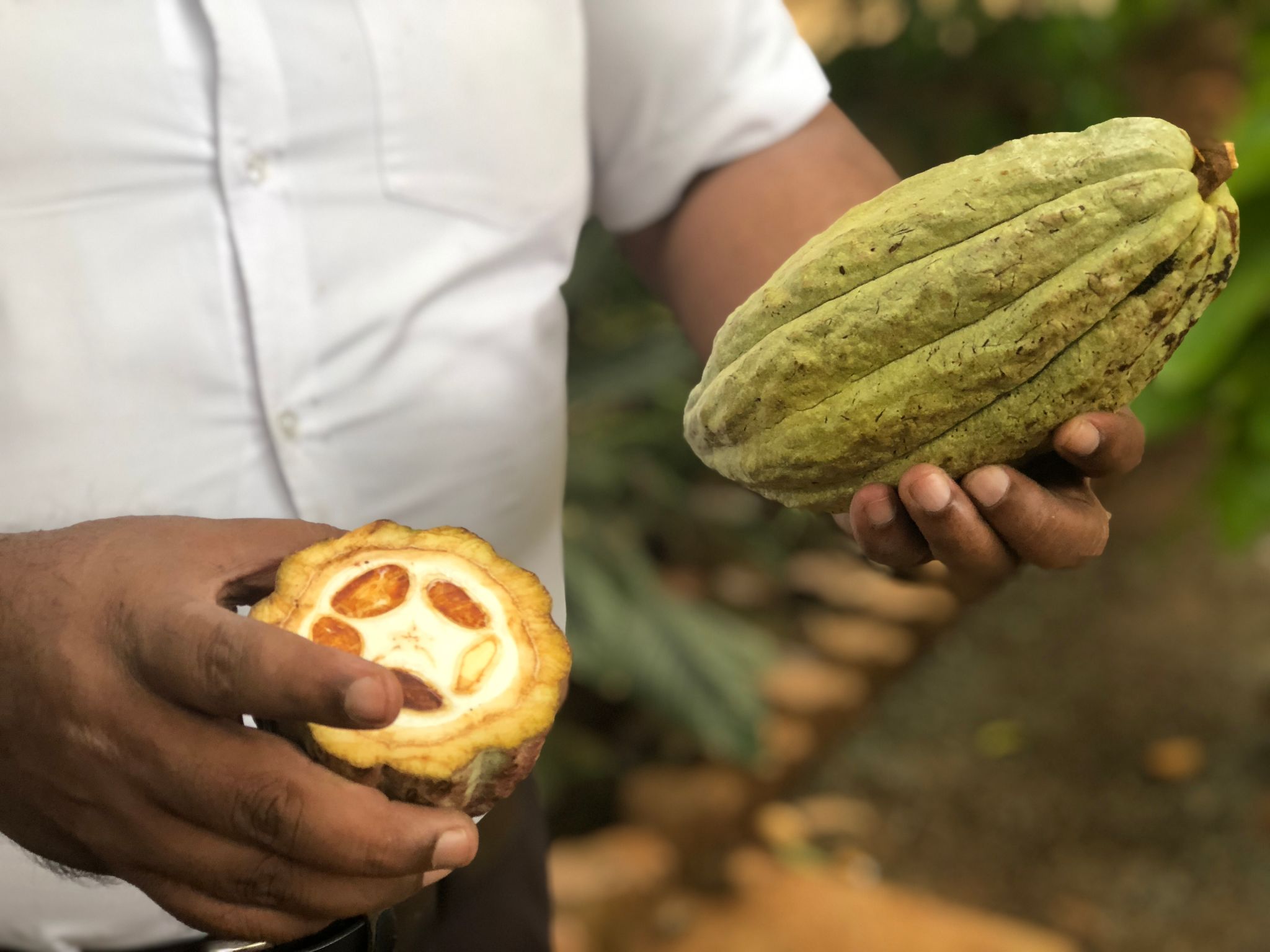 ugandan cocoa