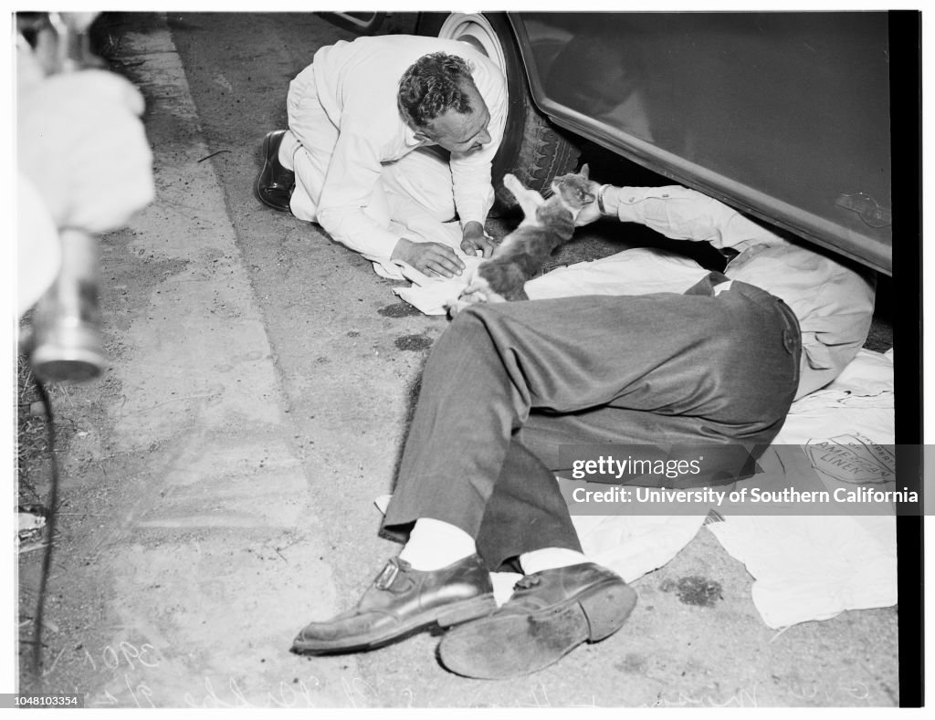 Cat trapped under truck, 1951